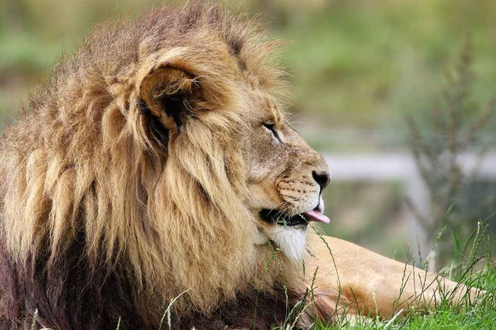 Giving Brave Browser a Try for a&nbsp;Week